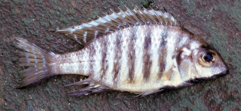 Lethrinops atrilabris 'Monkey Bay'